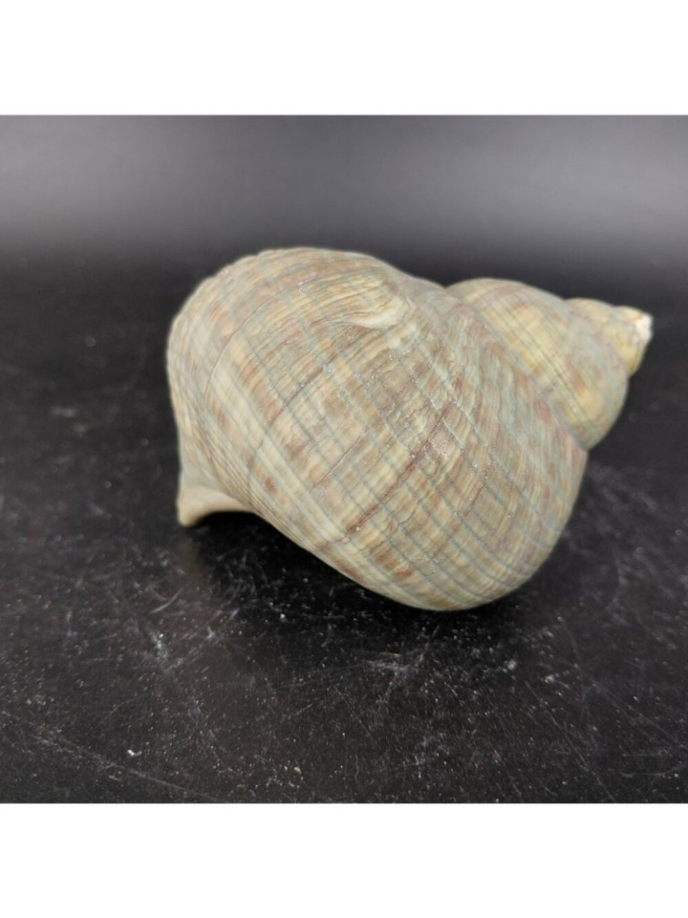 Medium Green Stone Sea Shell Ornament Coastal Beach Nautical Decor Spiral 3.5"